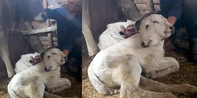 Erzurum'da �ift ba�l� buza�� d�nyaya geldi