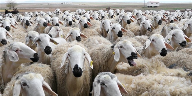 K���kba� hayvan yeti�tirenlere m�jde: Toklu ihracat�n�n �n� a��ld�!