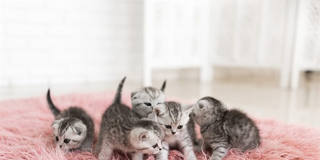 Kedi Sahiplenmek �steyenlerin Bilmesi Gerekenler - Son Dakika Haber