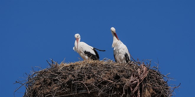 'Yaren leylek'in e�i 'Nazl�' da Eskikaraa�a�'a geldi - Son Dakika Haber
