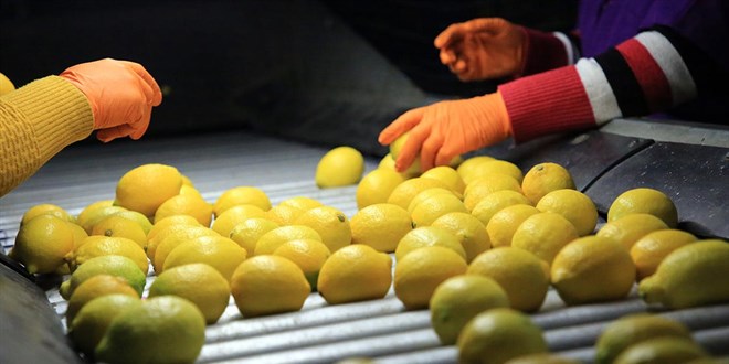 Limon ithalat�nda g�mr�k vergisi y�zde 10'a d���r�ld�