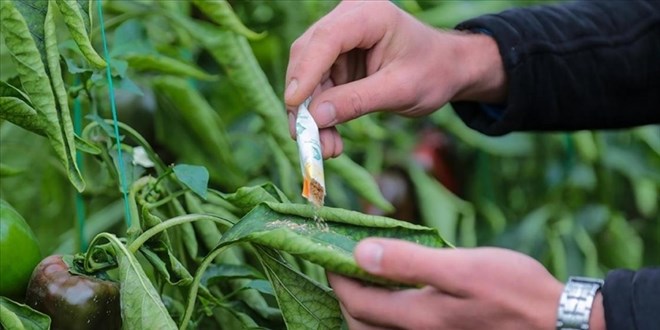 Orman zararl�lar�yla m�cadelede 1 milyondan fazla faydal� organizma �retildi