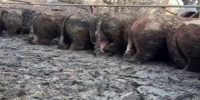 Bal��k i�indeki hayvan g�r�nt�s�ne Bakanl��� harekete ge�irdi - Son Dakika Haber