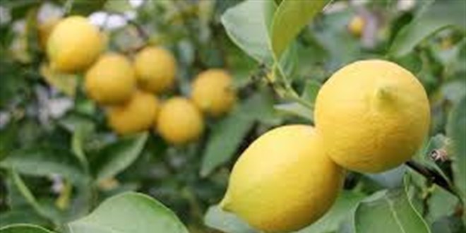 Plans�z �retimin ac� faturas�: �ki y�l �nce 1 lirayd�, �imdi 120 lira! - Son Dakika Haber