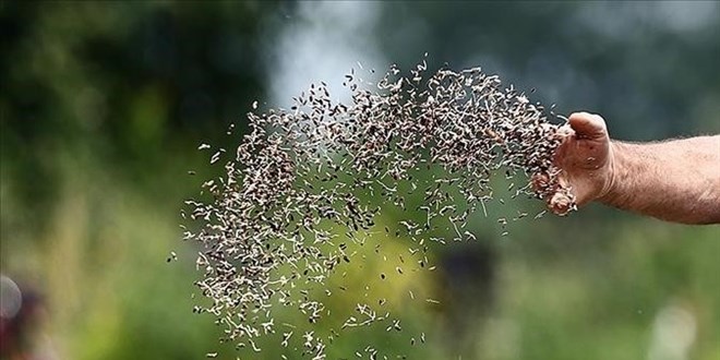 Tohumculukta 'Milli G�venlik' uyar�s�: 20 y�l sonra neredeyiz? - Son Dakika Haber