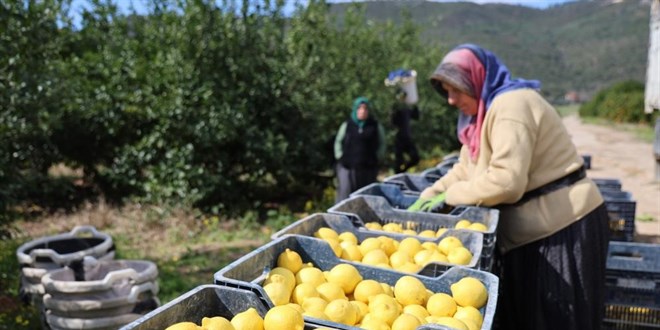 Limonda �retici fiyatlar� 5'e katland�: Y�ll�k art�� y�zde 410! - Son Dakika Haber