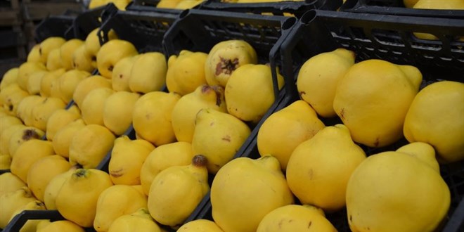 Ayvay� yiyemedik! Kilosu 300 liraya dayand�, l�ks oldu