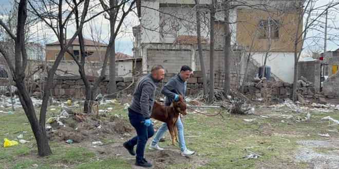 Ba��bo� k�pe�in sald�rd��� 3 ya��ndaki �ocuk a��r yaraland�