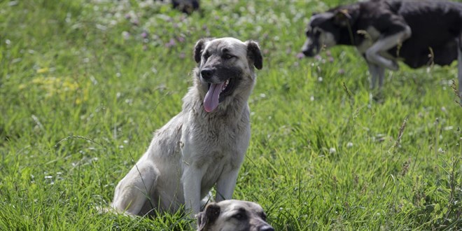 Kayseri'de sahipsiz k�pek 3 ya��ndaki �ocu�u yaralad�