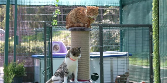 TBMM, yerle�kesindeki kedilere sahip ��kt� - Son Dakika Haber