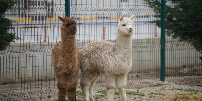 �psala S�n�r Kap�s�'nda aralar�nda alpakalar�n da oldu�u cins hayvanlar ele ge�irildi