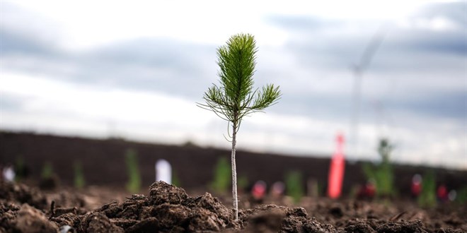 T�rkiye'de bu y�l 600 milyon fidan toprakla bulu�turulacak - Son Dakika Haber