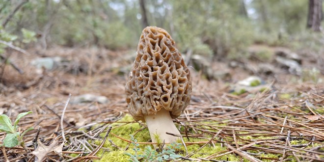 'Alt�n' de�erinde! Orman k�yl�s�n�n ge�im kap�s�nda sezon ba�lad�