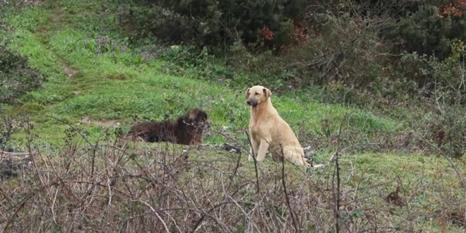 Okuldan eve d�nen 6 ya��ndaki �ocu�a ba��bo� k�pekler sald�rd� - Son Dakika Haber