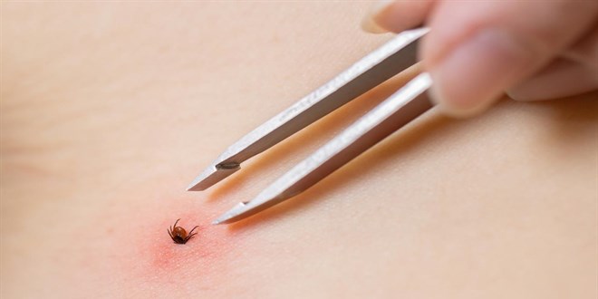 Uzman isimden 'KKKA' uyar�s�: Ya���l� k�� kene say�s�n� art�rabilir