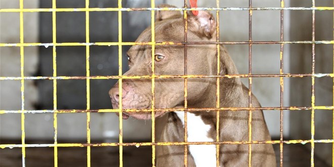 2 �ocu�u yaralayan pitbullun sahibine 7 y�la kadar hapis talebi