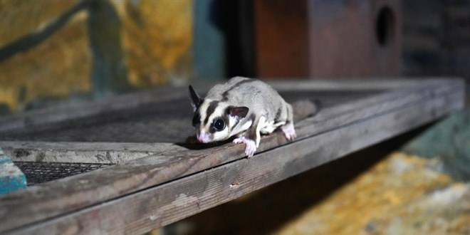 Ka�ak bak�lan 33 'u�an sincap' rehabilitasyona al�nd� - Son Dakika Haber