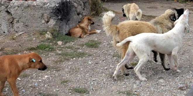 Mahkemenin 'sahipsiz k�pek' cezas�na destek: 10 milyon TL tazminat iyi ��z�m!