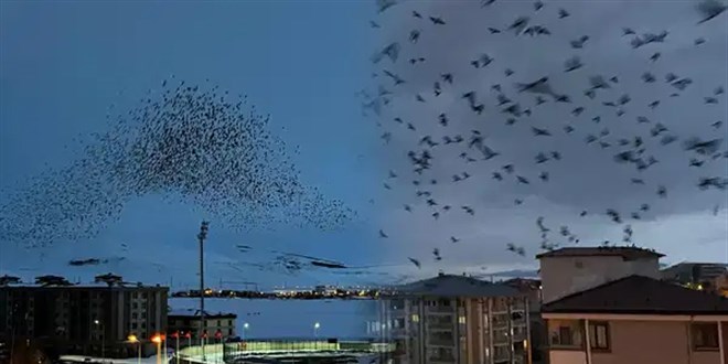 Bu ilimizde binlerce karga g�ky�z�n� kaplad�