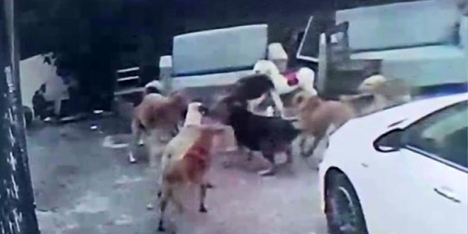 Adana'da ba��bo� k�peklerin sald�rd��� gebe kedi �ld� - Son Dakika Haber