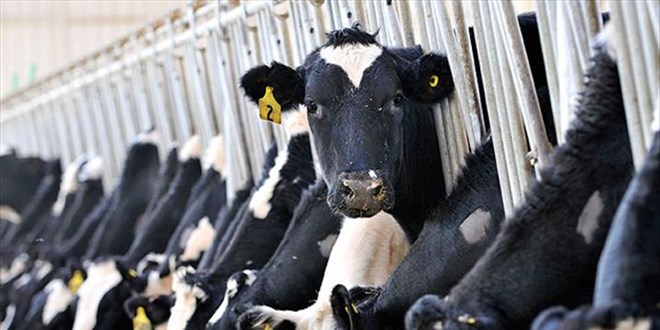 Hayvanc�l�k Genel M�d�rl���'ne CBK ile verilen yetkilere iptal karar� - Son Dakika Haber