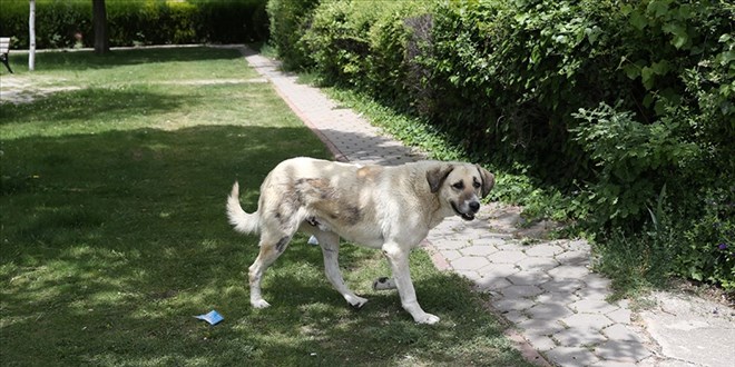 Savc�ya k�pekle sald�r�! 'Is�r' talimat� veren �ah�s tutukland�