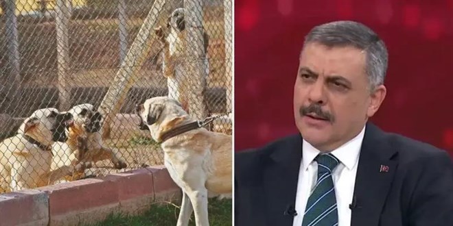 'Ba��bo� k�peklerin y�zde 75'i topland�' - Son Dakika Haber