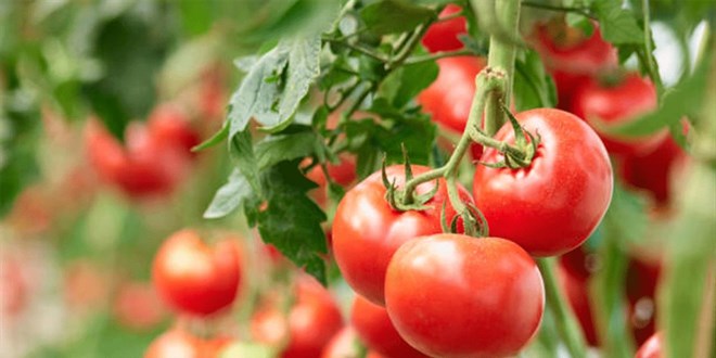 'Bedava' domatesin �stanbul'a giri�i 20 TL! - Son Dakika Haber