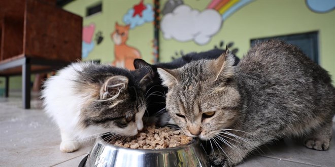 Martta fiyat� en �ok artan ve azalan �r�nler belli oldu