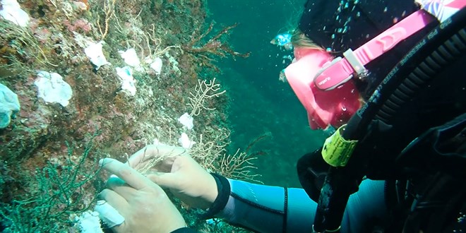 Bakan Kurum duyurdu: Marmara'n�n su alt� ormanlar� yeniden do�uyor - Son Dakika Haber