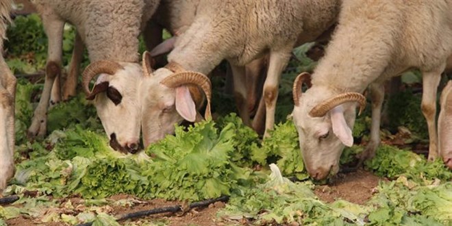 Bakanl�k 'marullar koyunlara yedirildi' iddias�n� yalanlad� - Son Dakika Haber