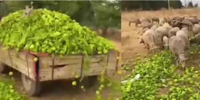 Bakanl�ktan 'biber' videolar�na yalanlama: G�r�nt�ler eski, adli s�re� ba�lat�ld� - Son Dakika Haber