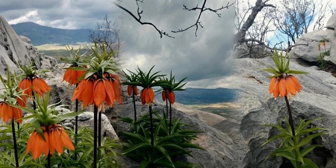 Bu endemik bitkiyi koparman�n cezas�: 700 bin TL - Son Dakika Haber