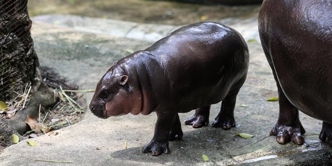 Pablo Escobar'�n su ayg�rlar� i�in �ld�rme karar� - Son Dakika Haber