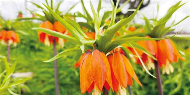 Bu laleyi koparman�n cezas� 700 bin TL - Son Dakika Haber