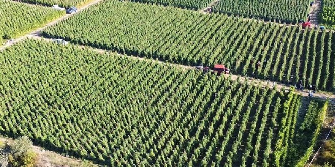 Tar�msal destekleme �demesi bug�n yap�lacak