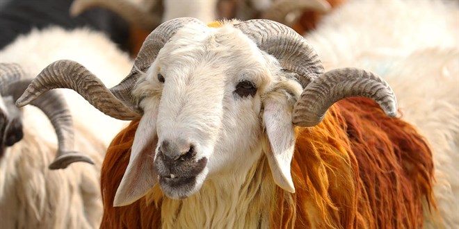 Vekalet yoluyla kurban kesim bedelleri belirlendi - Son Dakika Haber