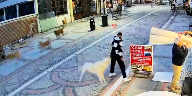 Ba��bo� k�pek sald�rd�, 19 ya��ndaki gen� yaraland� - Son Dakika Haber