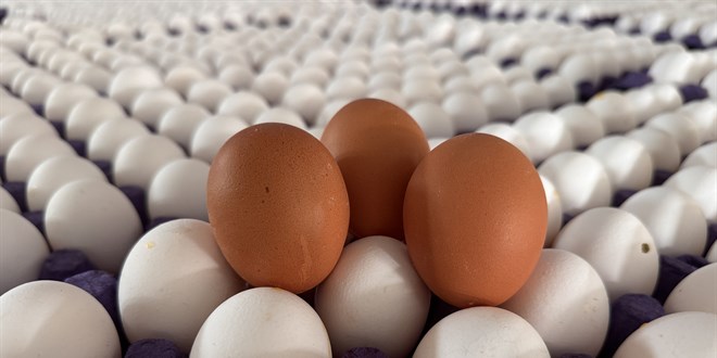 �hracat kotas� 5 kat artt�: Yumurtaya zam gelecek mi? - Son Dakika Haber