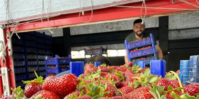 Tarla ile market raflar� aras�ndaki farka �retici bile inanam�yor