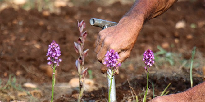 Salep orkidelerine zarar veren ki�iye 699 bin lira ceza