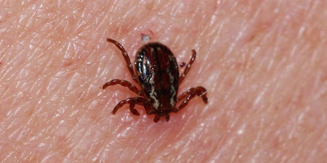 Sivas'ta kene can ald� - Son Dakika Haber