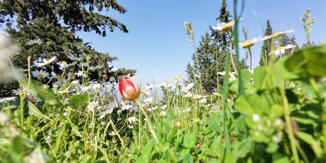 Manisa lalesine dokunan yand�: Cezas� 699 bin lira - Son Dakika Haber