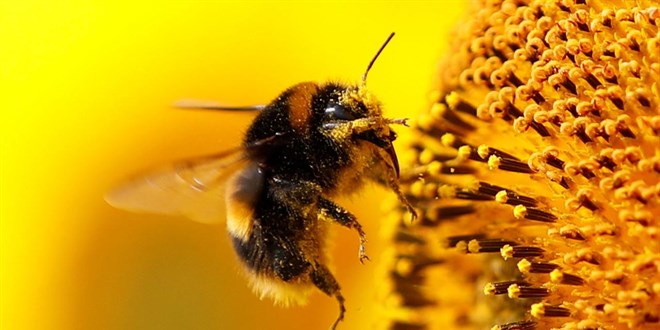 Ara�t�rma: Ar�lar ger�ekten say� sayabiliyor