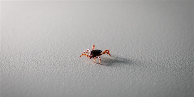 Tokat'ta 2 ki�i KKKA hastal��� te�hisiyle tedavi g�r�yor