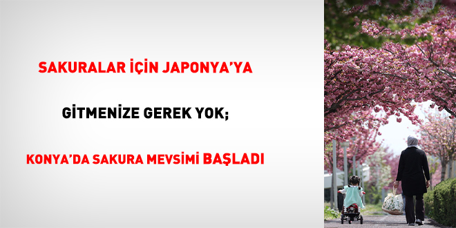 Sakuralar ��in Japonya'ya Gitmenize Gerek Yok; Konya'da Sakura Mevsimi Ba�lad� - Son Dakika Haber