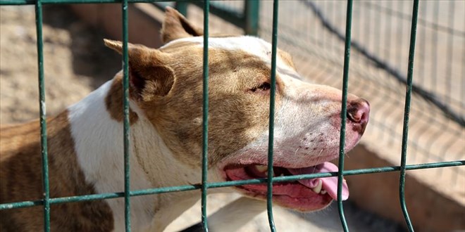 �ki �ocu�u yaralayan pitbull sahibinin tahliye edilmesine tepki!