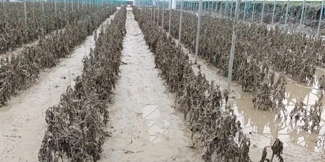Amasya seli: Seralar�n y�zde 42'si zarar g�rd�, 13 k�y etkilendi