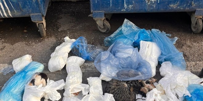 Kedi vah�etinde serbest kalan veteriner yeniden g�zalt�na al�nd�