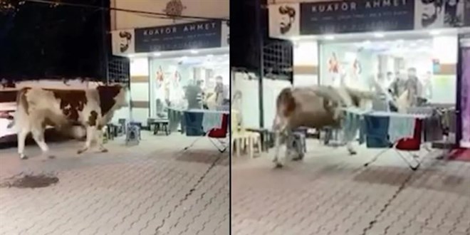 Sultanbeyli'de ka�an tosun kuaf�r salonuna girdi